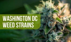 DC Weed Strains