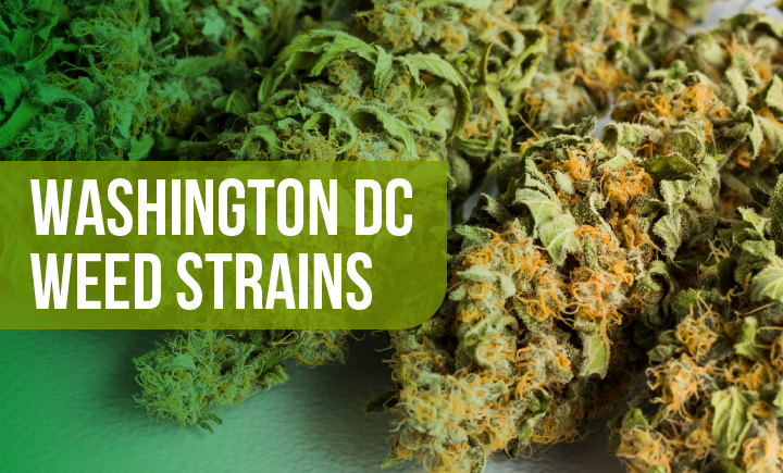 washington dc weed strains