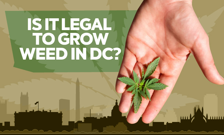 legal to grow weed in dc