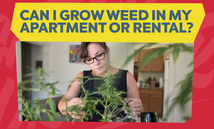 can you grow weed in your apartment