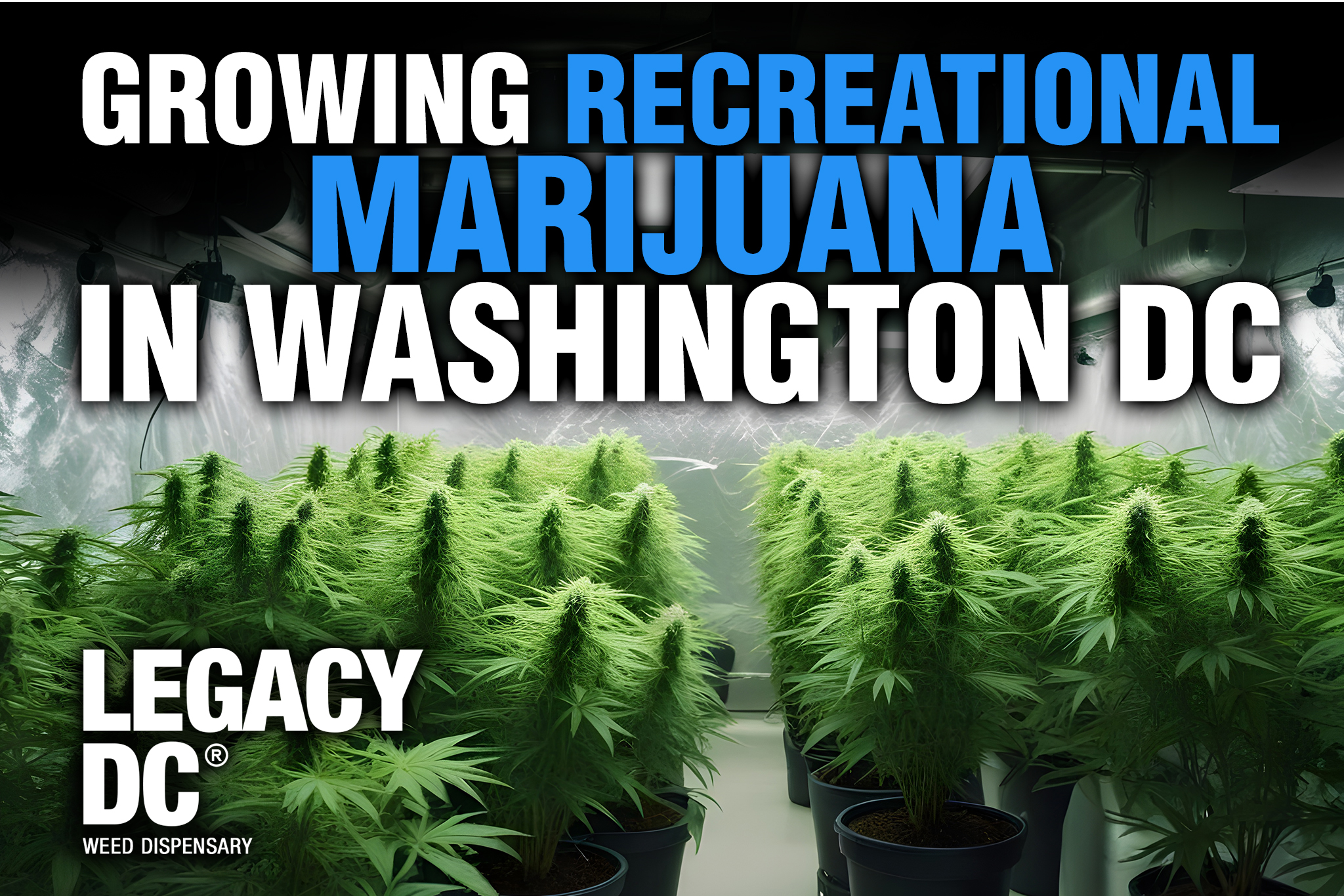 growing recreational marijuana in washington dc